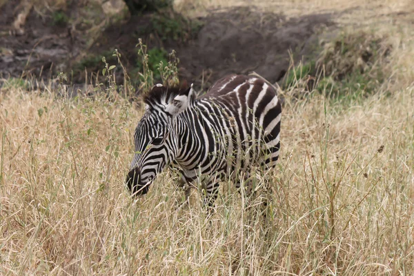 Uma Vista Natural Duas Zebras Pastando Natureza — Fotografia de Stock