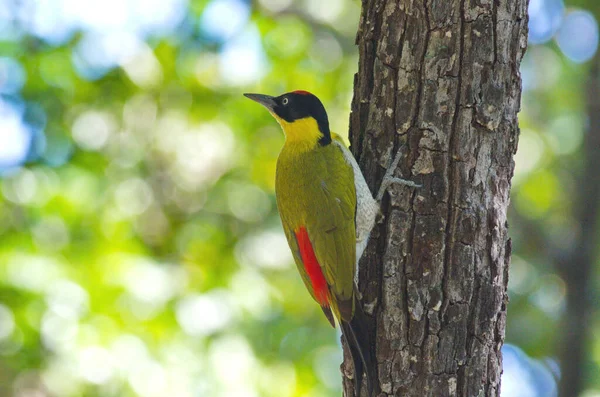 Pájaro Carpintero Cabeza Negra Trepando Alimentándose Árbol Seco Dipterocarp — Foto de Stock