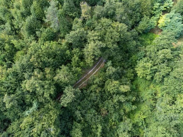 Une Vue Dessus Une Forêt Luxuriante — Photo