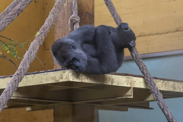 Ein Fauler Gorilla Naturpark Cabarceno Spanien — Stockfoto