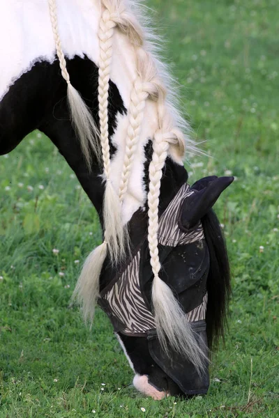 牧草地で黒と白の馬の放牧の垂直ショット — ストック写真
