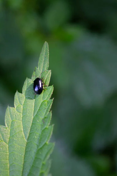 Vertical Shot Alder Leaf Beetle Plant — Stock Photo, Image