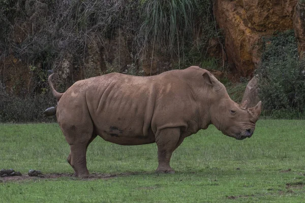 Een Neushoorn Cabarceno Natural Park Spanje — Stockfoto