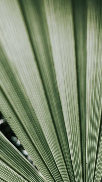 拉塔尼亚植物的垂直镜头 — 图库照片