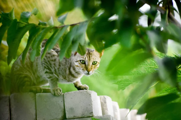 かわいい猫の屋外のクローズアップショット — ストック写真