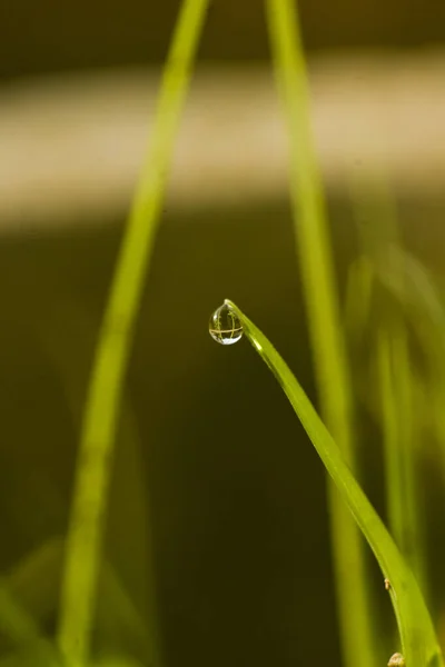 成長している植物の葉の上の水滴の垂直ショット — ストック写真