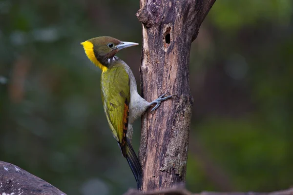 Větší Žlutý Šíji Datel Pták Krmení Kojenecké Ptáky Hnízdě — Stock fotografie