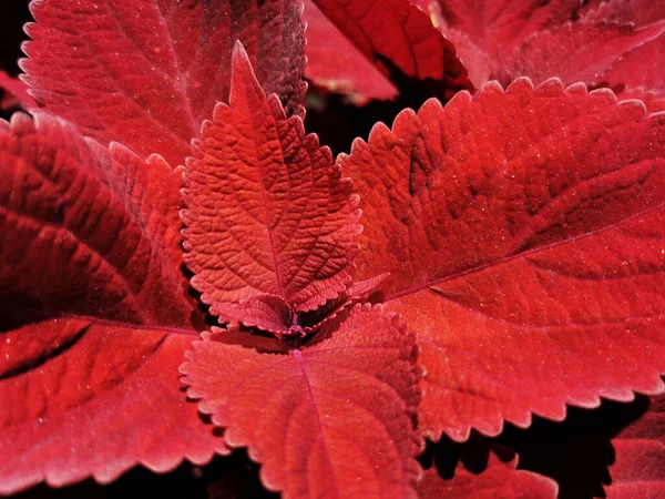Een Close Opname Van Een Rode Plant Een Tuin Santiago — Stockfoto