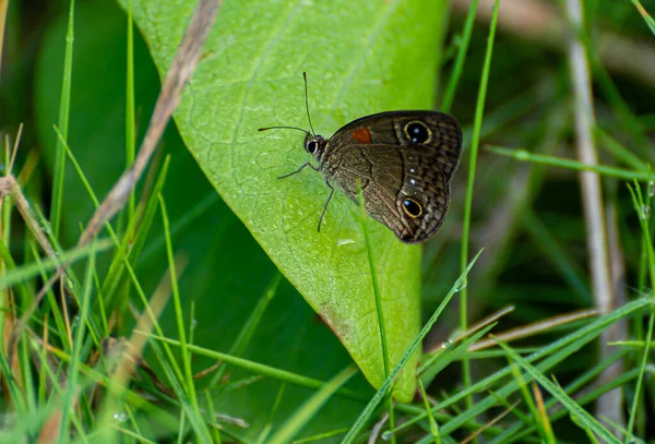 Closeup Shot Beautiful Butterfly Plant — Stock Photo, Image