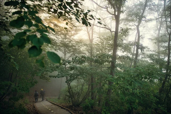 Sisli Bir Günde Yeşil Bir Ormanın Güzel Bir Görüntüsü — Stok fotoğraf