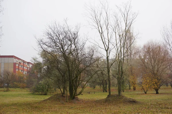 Jardim Com Árvores Secas Sem Folhas Fundo Edifício Residencial Sob — Fotografia de Stock