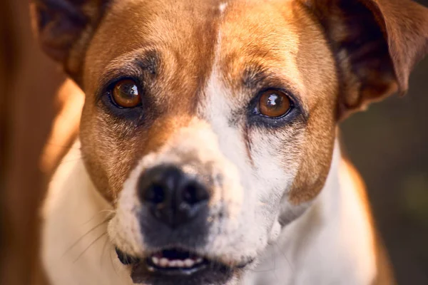 Şirin Kahverengi Jack Russell Terrier Namlusunun Yakın Plan Fotoğrafı — Stok fotoğraf