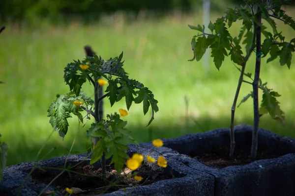 Biologische Planten Groeien Een Tuin — Stockfoto