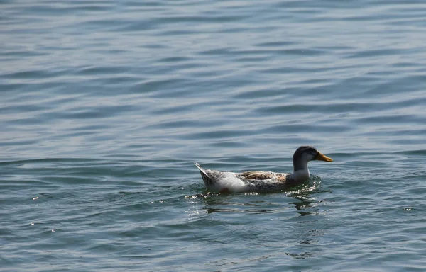 Une Vue Latérale Beau Canard Mignon Nageant Dans Lac Pendant — Photo