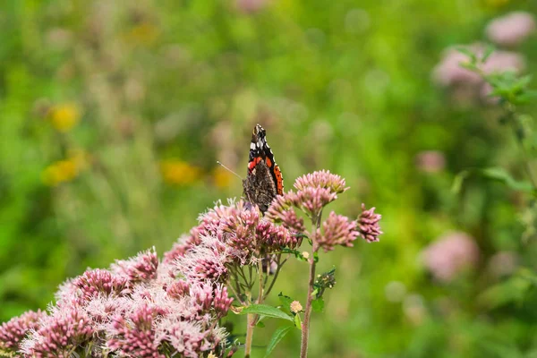 Selective Focus Shot Red Admiral Butterfly Eupatorium Cannabinum Sunlight — Stock Photo, Image