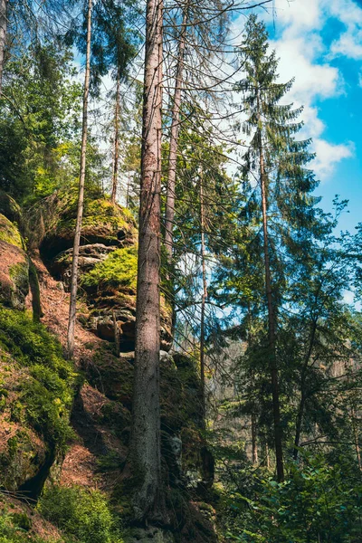 Vertikální Záběr Krásného Zeleného Lesa Pod Modrou Oblohou — Stock fotografie