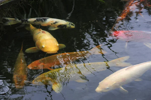 A closeup shot of fishes on the lake