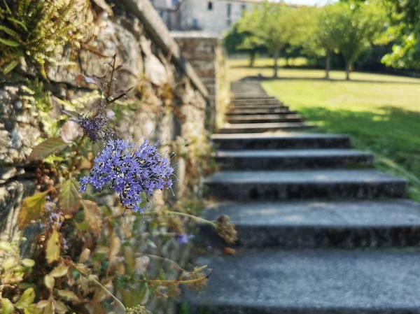 Primer Plano Una Flor Púrpura Con Escaleras Fondo — Foto de Stock