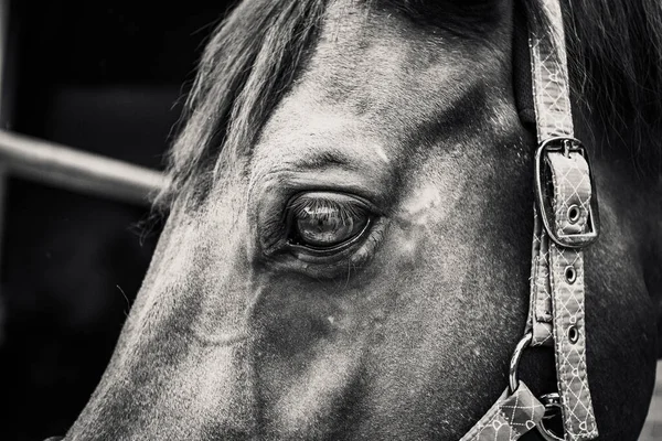 Een Grijswaarden Close Shot Van Een Paard Oog — Stockfoto