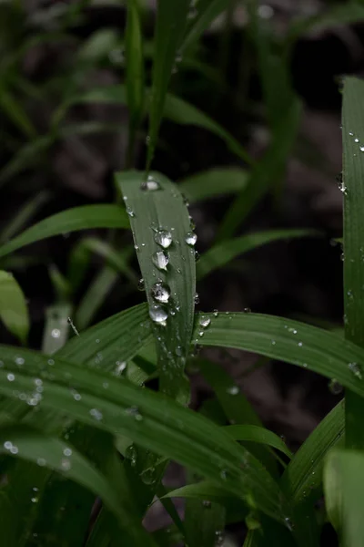 Vertical Shot Green Grass Growing Garden Morning Tiny Dew Drops — Stock Photo, Image