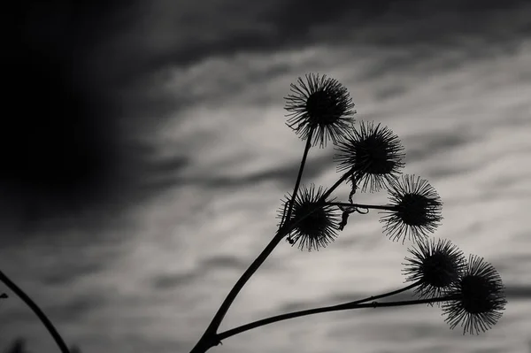 Сірий Крупним Планом Знімок Квітів Будяків — стокове фото