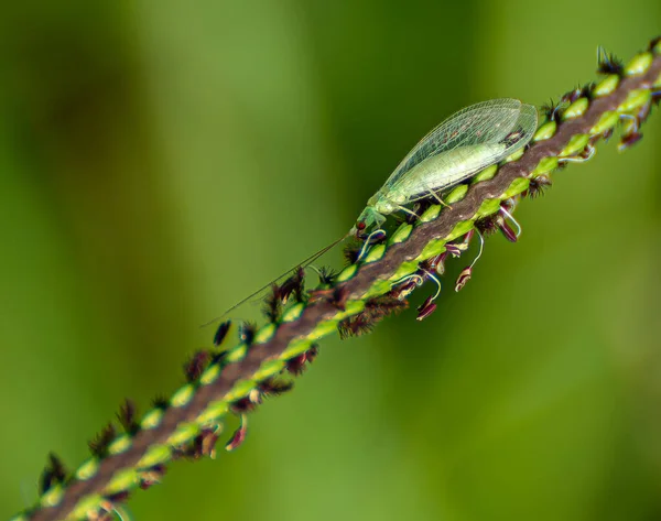 Ένα Κοντινό Πλάνο Ενός Εντόμου Ένα Φυτό — Φωτογραφία Αρχείου