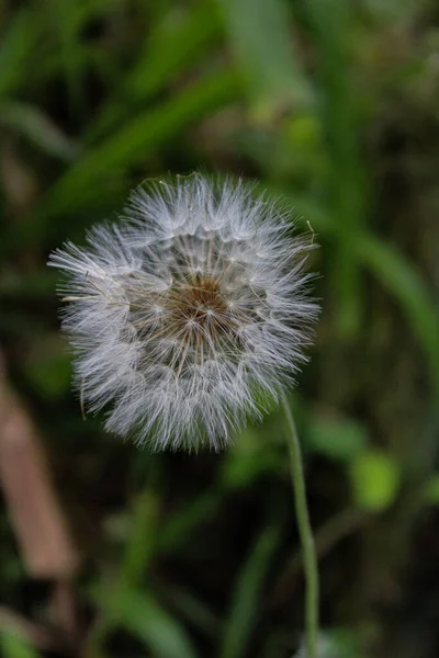 Gros Plan Pissenlit Sur Fond Flou — Photo