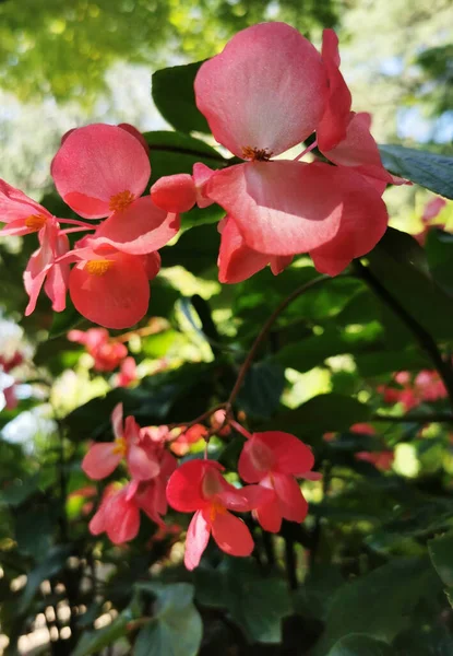 Vertical Shot Pink Flowers Garden Sunny Day — Stock Photo, Image