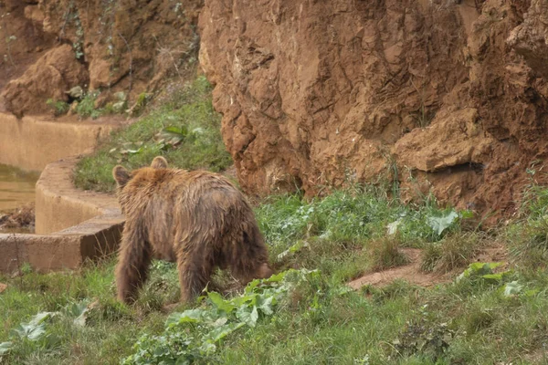 Бурий Ведмідь Природному Парку Кабарсено Іспанія — стокове фото