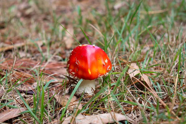 Zbliżenie Ujęcie Rosnącego Mucha Agaric Grzyb — Zdjęcie stockowe