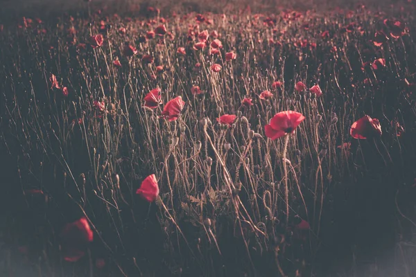 Krásný Výhled Červené Makové Květinové Pole Pod Slunečním Světlem — Stock fotografie