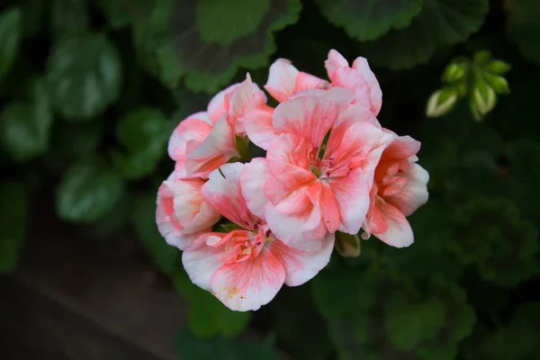 Selective Focus Shot Pink Geranium Flowers — Stock Photo, Image