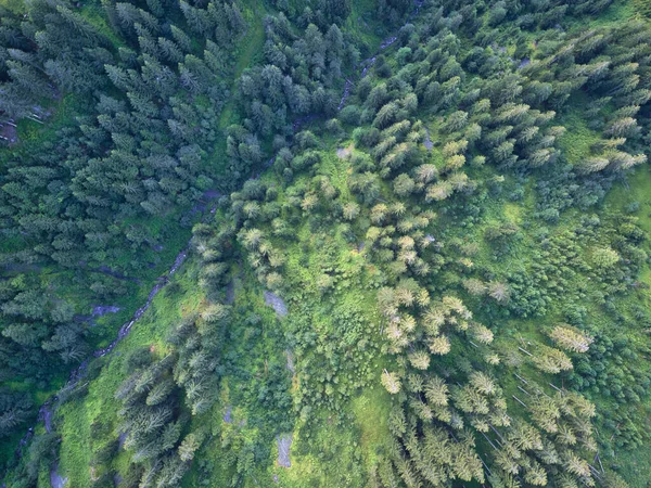 Αεροφωτογραφία Του Πράσινου Δάσους Στενό Ποτάμι Έρχεται Από Βουνά — Φωτογραφία Αρχείου