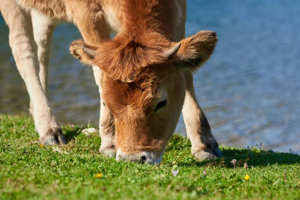 Hnědá Kráva Pasoucí Zeleném Poli Vody Slunečného Dne — Stock fotografie