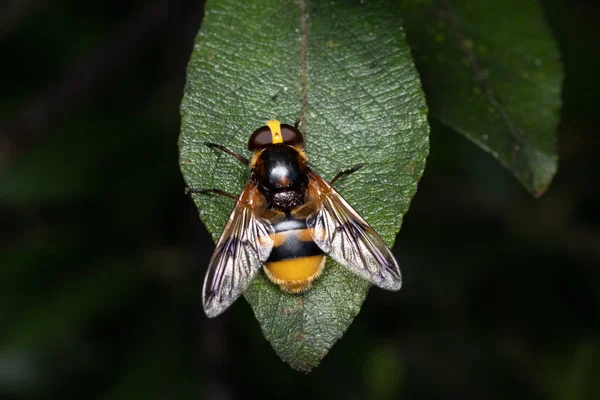 Hoverfly Imitativo Del Calabrone Volucella Zonaria Arroccato Foglia Verde — Foto Stock