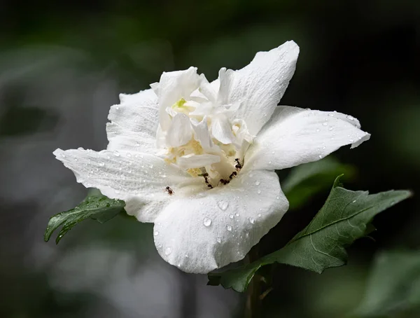 Sebuah Gambar Close Dari Bunga Mawar Putih Pada Latar Belakang — Stok Foto