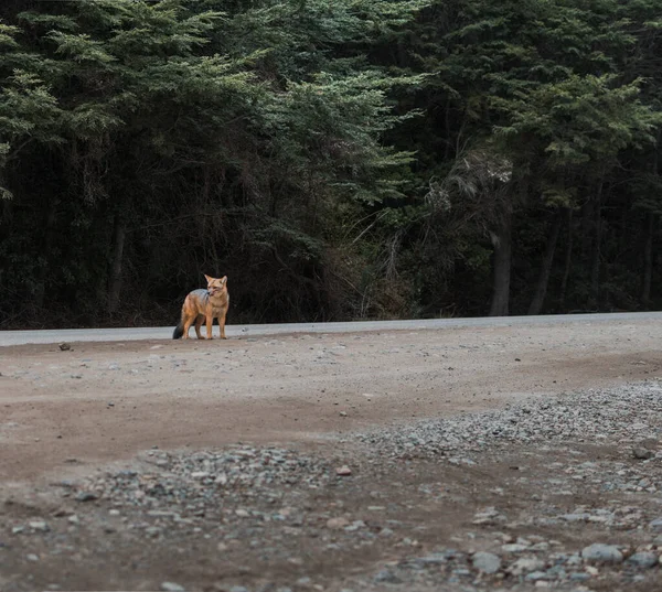 Ένα Κόκκινο Για Ubitation Bariloche Argent — Φωτογραφία Αρχείου