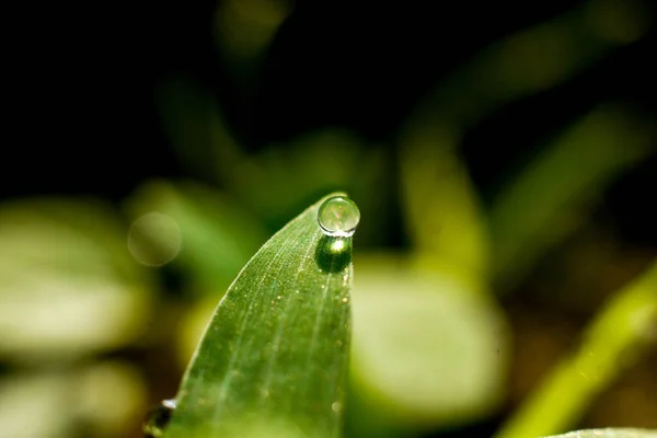 Tiro Close Gotas Água Folha Uma Planta Crescimento — Fotografia de Stock