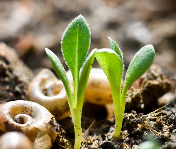Vertical Shot Sprouts Snail Shells Soil — Stock Photo, Image