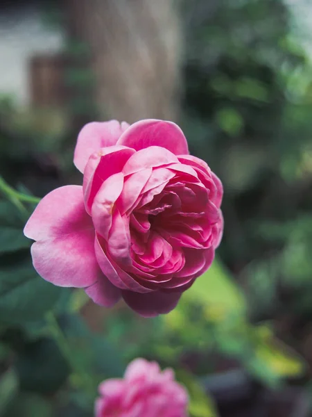 Вертикальний Знімок Рожевого Саду Під Час Денного Світла Розмитим Тлом — стокове фото