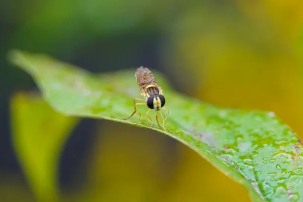 Tiro Seletivo Foco Inseto Uma Planta Molhada — Fotografia de Stock