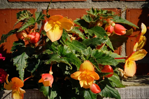 Eine Nahaufnahme Einer Pflanze Mit Orangefarbenen Blüten Vor Einer Roten — Stockfoto