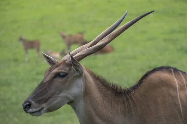 Portrait Une Antilope Dans Parc Naturel Cabarceno Espagne — Photo