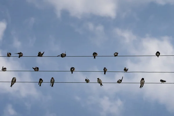 Las Aves Posan Cable Alambre Contra Cielo Nublado — Foto de Stock