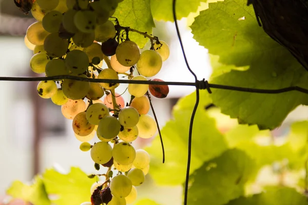 Gros Plan Raisins Verts Feuilles Sous Lumière Soleil — Photo