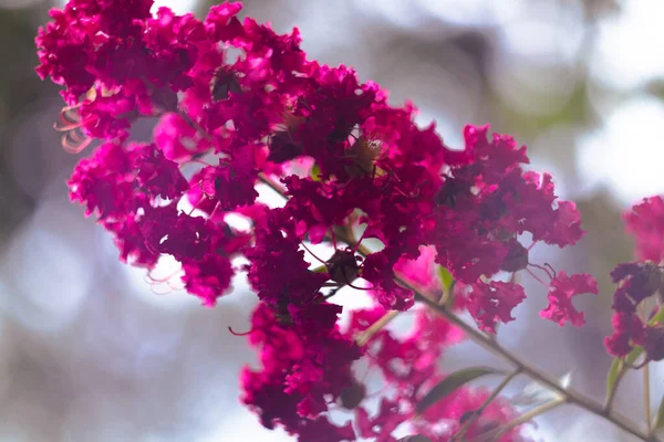 Bulanık Arkaplanı Olan Çiçeklerin Yakın Çekimi — Stok fotoğraf