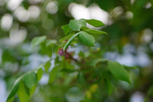 Primer Plano Hojas Plantas Verdes Sobre Fondo Borroso — Foto de Stock