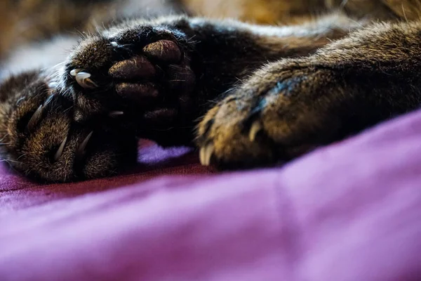 一只可爱的撒谎猫爪子的选择性镜头 — 图库照片
