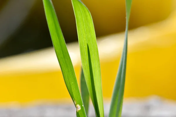 Selektivní Záběr Dlouhých Zelených Listů Rostliny — Stock fotografie