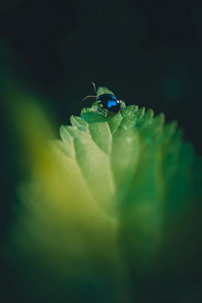 植物上のアルダーの葉の甲虫の垂直ショット — ストック写真